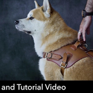 May include: A tan leather dog harness with adjustable straps, metal buckles, and a top handle, worn by a tan and white Akita dog. The image includes a red circular icon with the white text PDF DOWNLOAD and the text Pattern and Tutorial Video.