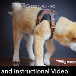 Dog bra harness top