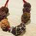 see more listings in the Rudraksha Mala section