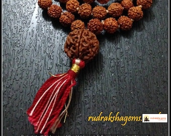 Rudraksha Mala 108 Perles Chapelet Japa avec Rudraksh GURU népalais (2 ou 3 ou 4 ou 5 ou 6 ou 7) BEAD MUKHI Mala premium fait à la main - Méditation