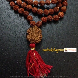 Rudraksha Mala 108 Perles Chapelet Japa avec Rudraksh GURU népalais 2 ou 3 ou 4 ou 5 ou 6 ou 7 BEAD MUKHI Mala premium fait à la main Méditation 2 FACE RUDRAKSHA