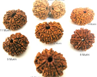 Collar Rudraksha personalizado, cuenta Mukhi certificada, colgante Gauri Shankar, rosario hindú