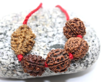 Genuine Rudraksha Mala 2 to 6 mukhi Necklace – Shiva Beads, Meditation Cord