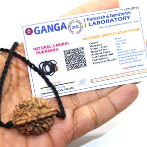 Certified 2 Mukhi Rudraksha bead pendant, 2 Mukhi Indian Rudraksha, Two Face Rudraksh Indian  Bead, 2 Mukhi Rudraksha Necklace, Do mukhi