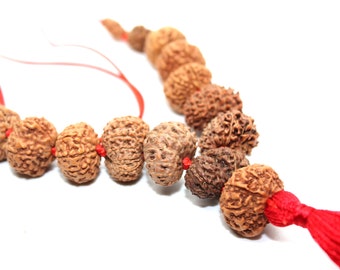 1 to 14 Mukhi Rudraksha, Indonesian Beads Sidha Mala, Siddha Sidh Java Beads, Rudraksh Mala Necklace, Genuine Beads knotted mala in red cord