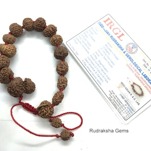 2 to 14 Mukhi Rudraksha Gauri Shankar Ganesha Rudraksh BRACELET, Siddha Sidh Java Beads Certified, Rudraksh Bracelet, Genuine Beads Bracelet
