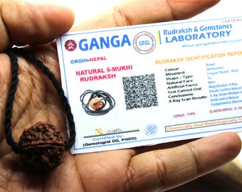 Certifierad 6 Mukhi Rudraksha hänge, flätad snodd, hinduiskt halsband