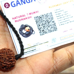 Certified 7 Mukhi Rudraksha mala Shiva bead, Laxmi venus yoga jewelry, big Rudraksh choker, Protection jewellery, Hindu necklace unisex