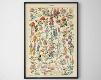 Vintage Flower Poster 24x36 or 16x24 Poster Nature Wall Art Large Botanical Poster - Fleurs Print Educational Poster Vintage Botany Poster