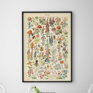 Vintage Flower Poster 24x36 or 16x24 Poster Nature Wall Art Large Botanical Poster - Fleurs Print Educational Poster Vintage Botany Poster