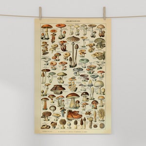 May include: Vintage botanical illustration of various types of mushrooms. The poster features a detailed depiction of different mushroom species, including their caps, stems, and gills. The title "CHAMPIGNONS" is printed at the top of the poster.