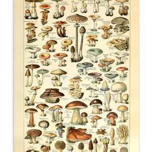 May include: A vintage illustrated chart of various mushrooms, with their scientific names and edibility classifications. The chart features a variety of mushroom types, including edible, poisonous, and inedible varieties. The chart is labeled "CHAMPIGNONS" at the top.