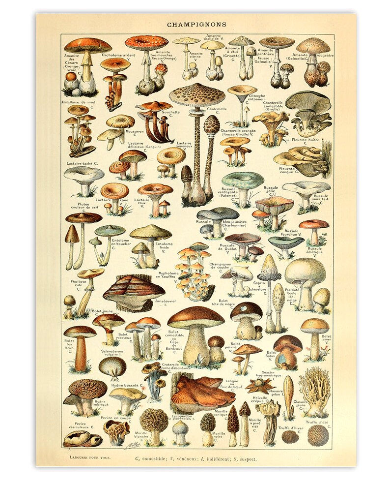 May include: A vintage illustrated chart of various mushrooms, with their scientific names and edibility classifications. The chart features a variety of mushroom types, including edible, poisonous, and inedible varieties. The chart is labeled "CHAMPIGNONS" at the top.