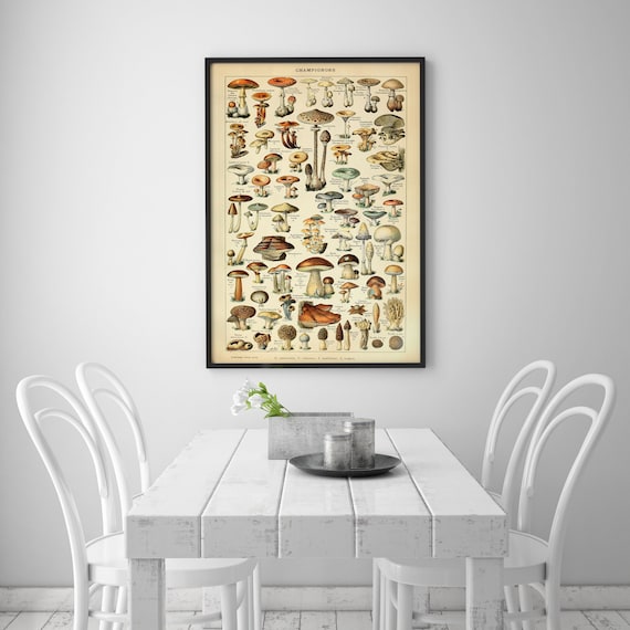 Mushroom Poster 24x36 or 16x24 Poster Vintage Nature Poster - Science Wall Art Botanical Print Vintage Art Fungi Decor Educational Poster