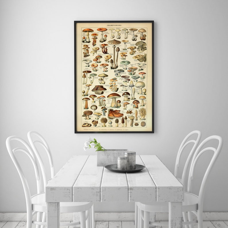 May include: A vintage botanical illustration of various types of mushrooms, labeled "CHAMPIGNONS" in French, with a black frame. The illustration is printed on a cream-colored background and features detailed drawings of mushrooms in various colors, including brown, white, red, and yellow.