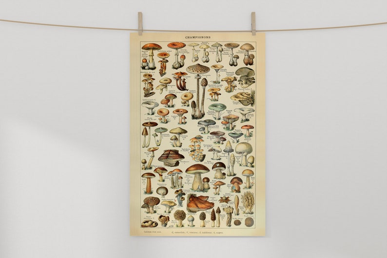 May include: Vintage botanical illustration of various types of mushrooms. The poster features a detailed depiction of different mushroom species, including their caps, stems, and gills. The title "CHAMPIGNONS" is printed at the top of the poster.
