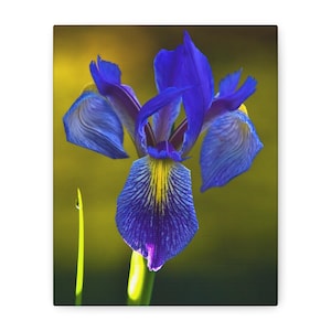 Impression sur toile, oeuvre d&#39;art murale florale, décoration de fleurs d&#39;iris, oeuvre d&#39;art botanique, cadeau pour amoureux de la nature, décoration de bureau à domicile