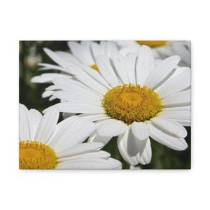 Daisy Wall Art Canvas, Flower Decor for Home, Floral Gift for Spring, Modern Room Decor, Nature Inspired Artwork