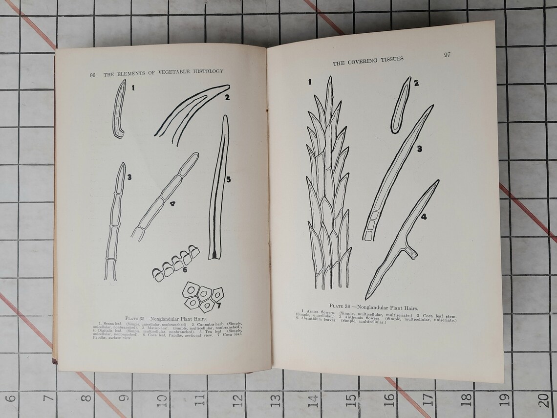 Elements of Vegetable Histology 1st Edition 1921 C.W. Ballard Etsy