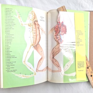 Könnte beinhalten: Aufgeschlagenes Buch mit detaillierten anatomischen Illustrationen eines Frosches. Die linke Seite zeigt das Skelett, die rechte Seite die inneren Organe. Ein Holzlineal liegt auf den Seiten.