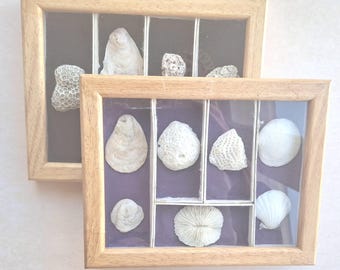 Seashell and Coral Shadow Boxes with Easel Back & Hanging Hardware, 1 Pair, for Coastal Decor -Scroll down for full description