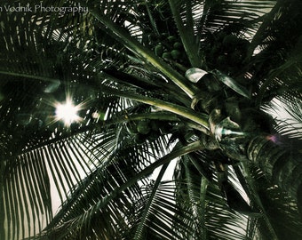 Palm Trees and Sunshine