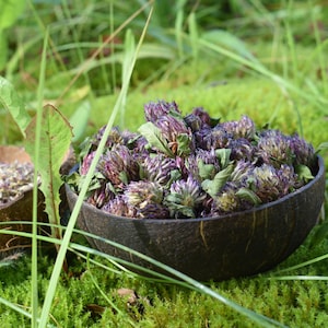 Red Clover / Dried Flowers