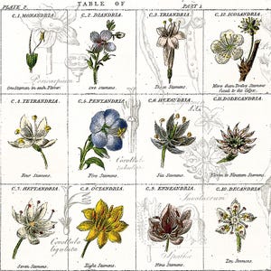 May include: An antique botanical illustration featuring a table of various flower types, labeled with scientific classifications. The image showcases detailed drawings of flowers with varying numbers of stamens, in a vintage style with faded colors.