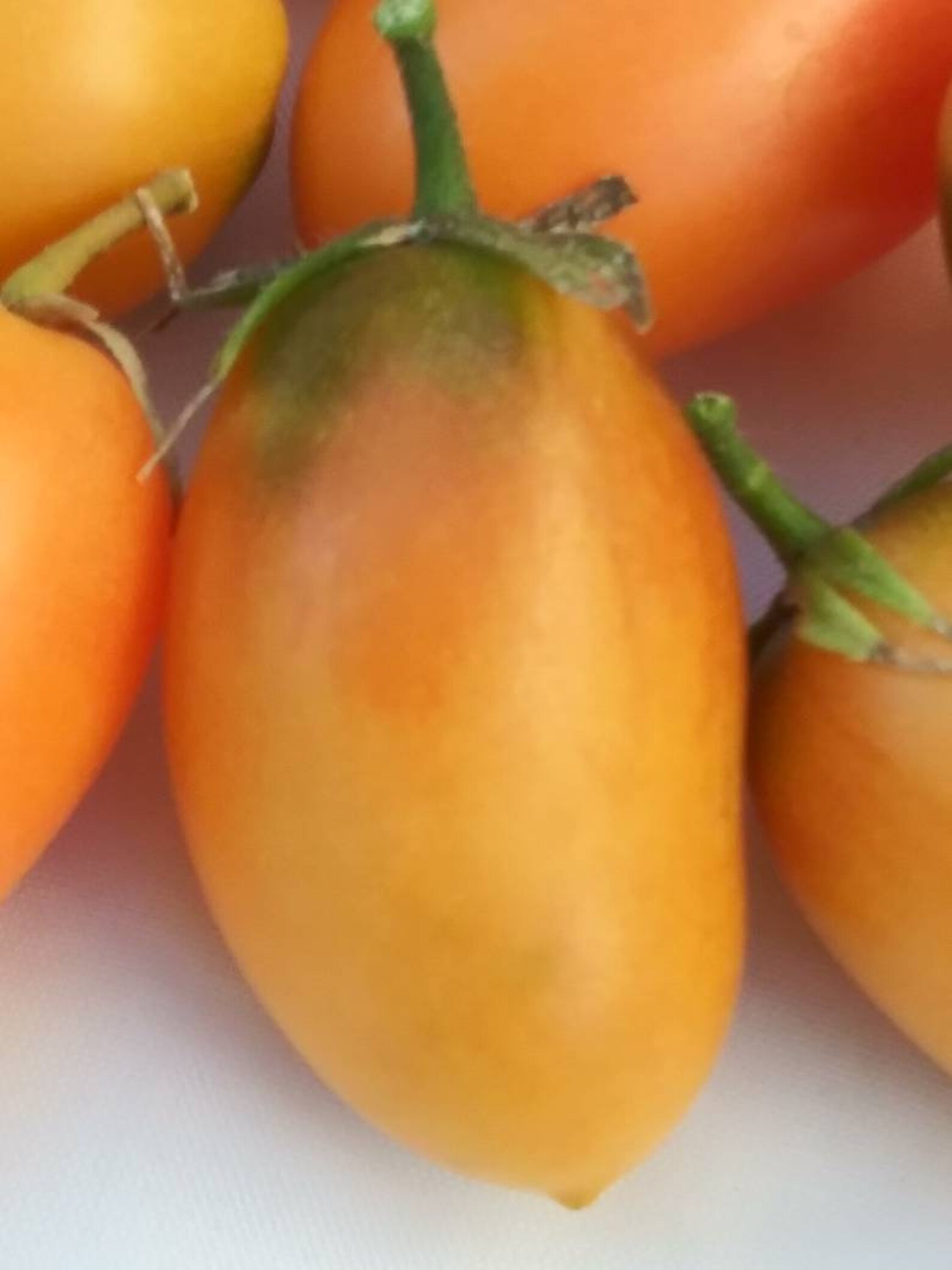 1 Orange Banana Paste Tomato Seedling Prolific Etsy