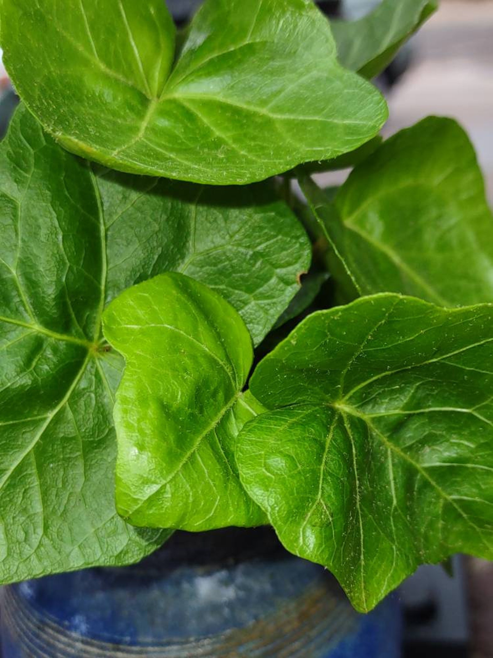12 Cuttings ENGLISH IVY Hedera Helix Easy Care Etsy