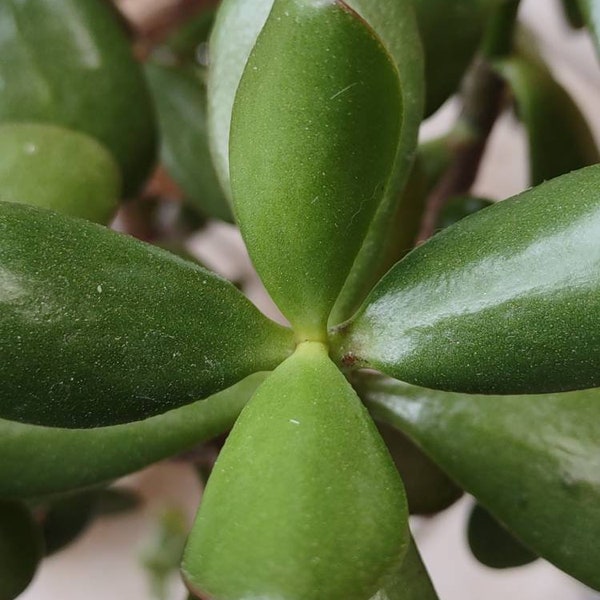 1 Cutting "JADE" Plant (Crassulaceae) Beautiful Shiny Thick Leaf Succulent Variety Easy Care Plant, Awesome Choice For Practicing FENG SHUI