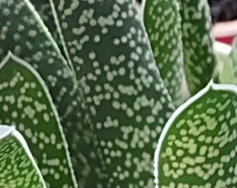 Rare "GASTERIA CARINATA" Succulent 2 Plant Starter Pot- If You Like Polka Dots This Is The Perfect Plant For You!! Awesome Exotic Beauty!!