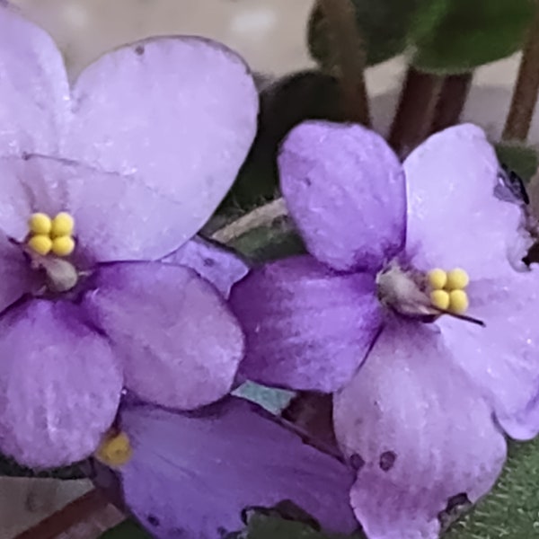 Two Leaf Cuttings Of The Petite "TINY TIM"  Afrcian Violet (Storytella) Miniature- Single Purple Lavender Blooms Happy Profuse Bloomer