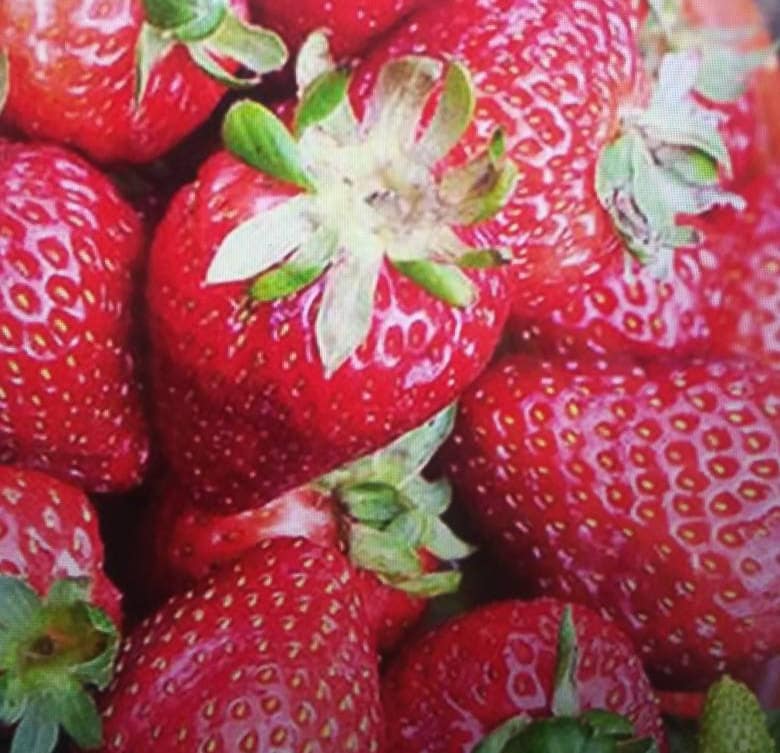 Fresa SEASCAPE Everbearing Strawberry Plant Etsy