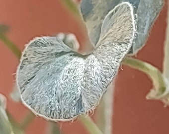 Live Plant Dichondra "SILVER FALLS" Hard To Find Tiny But Mighty Plant Plug Exotic Long Trailer Hanging Basket In & Out Ground Cover