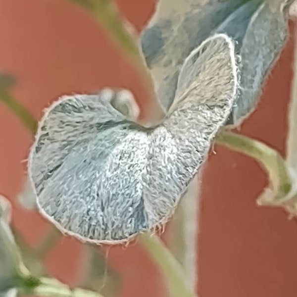 Live Plant Dichondra "SILVER FALLS" Hard To Find Tiny But Mighty Plant Plug Exotic Long Trailer Hanging Basket In & Out Ground Cover