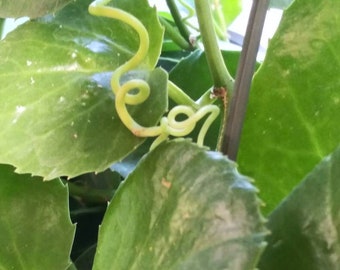 1 Cutting "ARABIAN WAX CISSUS" (Cissus rotundifolia) Incredible exotic Plant! Jungle Looking Rare Variety With Tendrils- Fantastic Climber