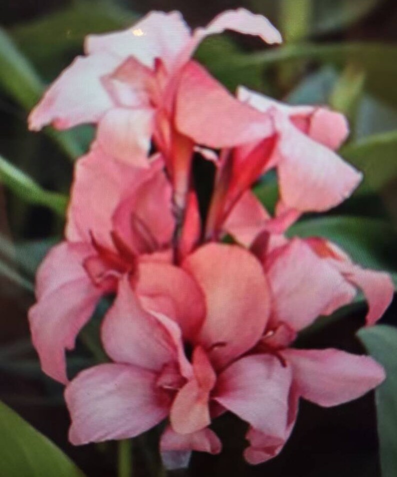 live canna plants for sale