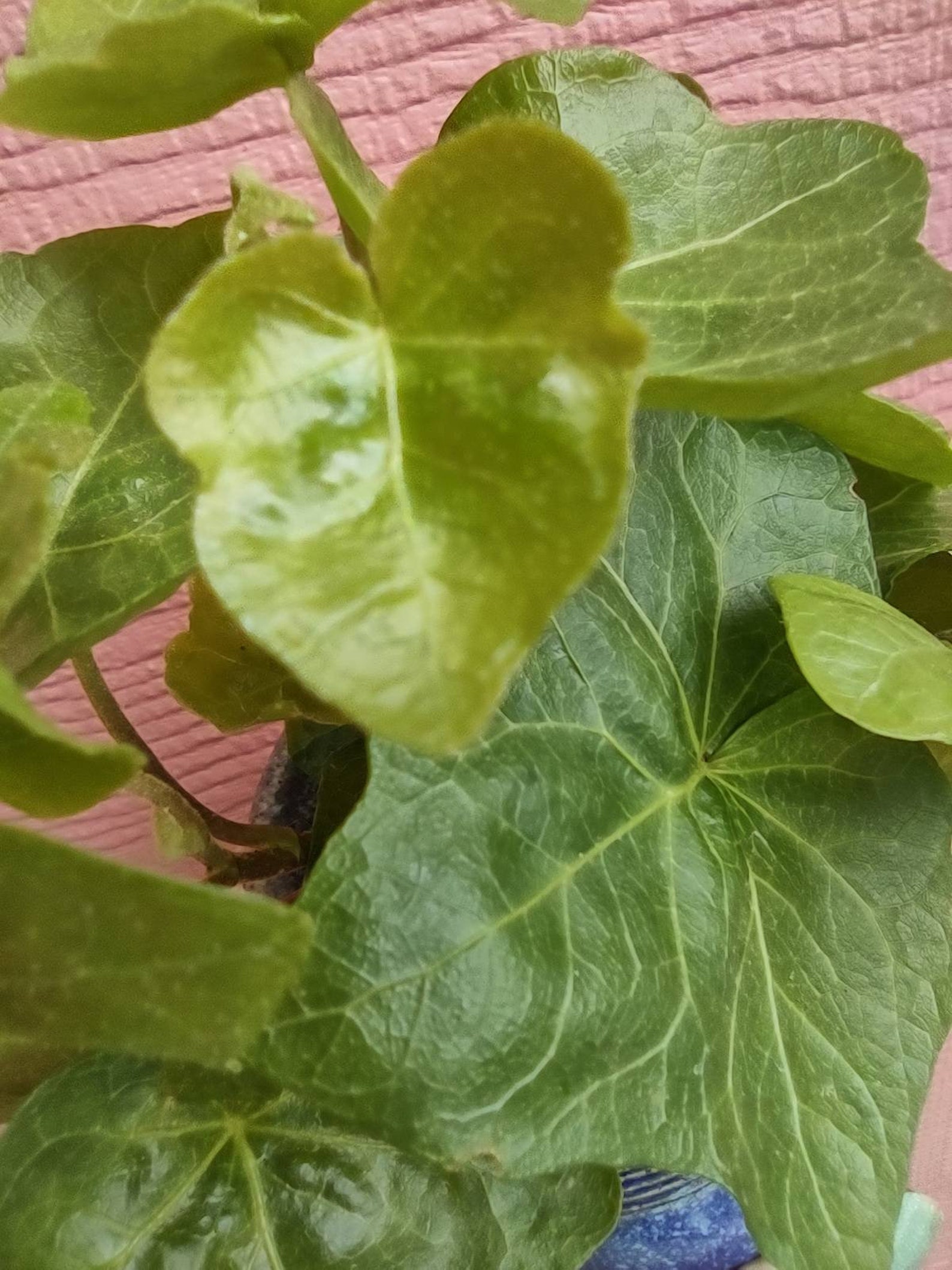 12 Cuttings ENGLISH IVY Hedera Helix Easy Care Etsy