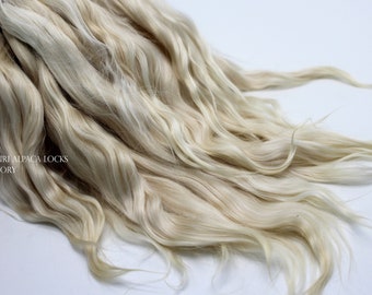 suri alpaca locks 7-8" IVORY (18-20 cm) ivory blonde, golden undertones, natural wavy suri alpaca fibers