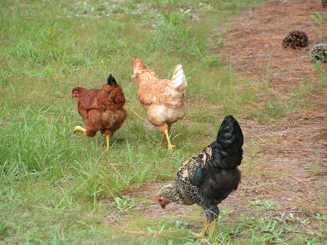 4 Pounds Chicken Manure FOR SALE Dried FINELY Textured All Etsy