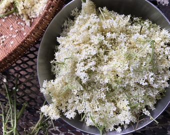 Elderflower Elixir // Native Sambucus canadensis