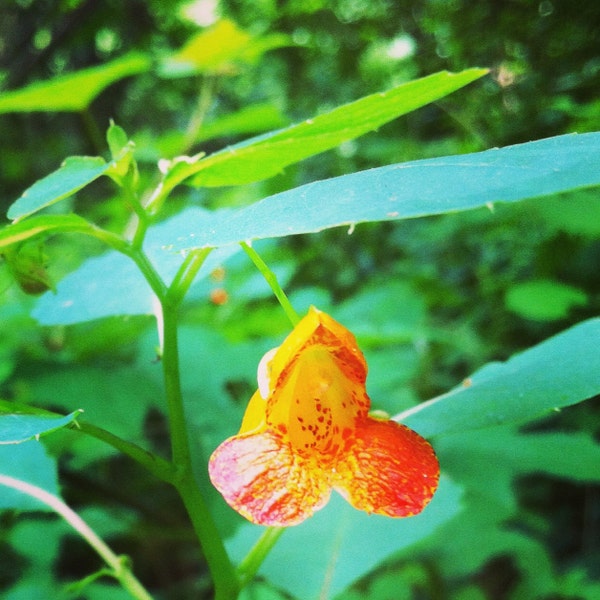 Jewelweed Spritz for Poison Ivy, Poison Oak, Poison Sumac