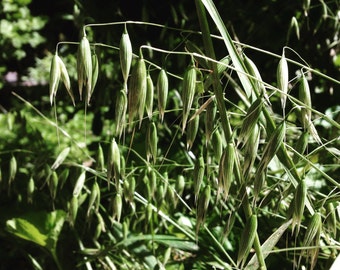 Milky Oats Fresh Herb Tincture