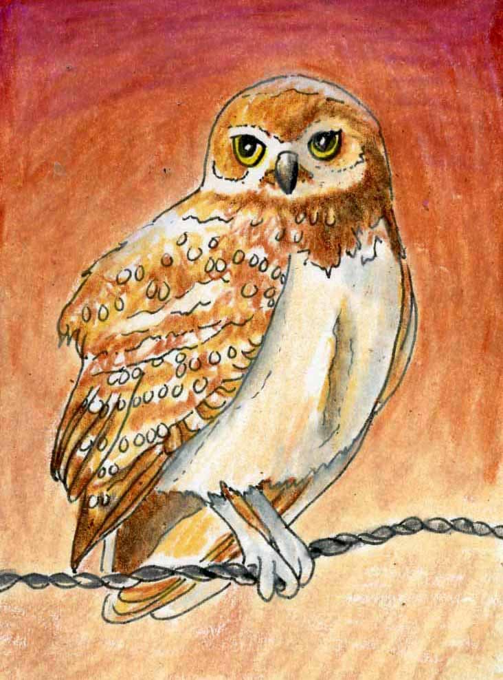 Owls, Wildlife art, Print of Original Drawing, Bird Art, Title- Burrowing Owl