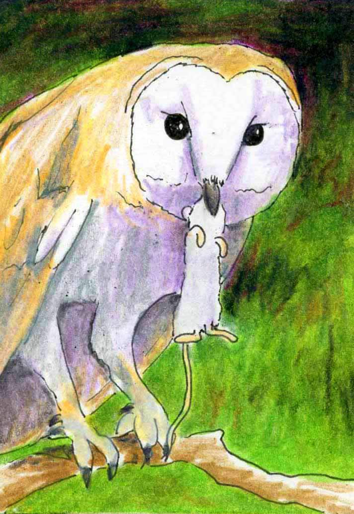 Owls, Wildlife art, Print of Original Drawing, Bird Art, Title- Barn Owl with Mouse