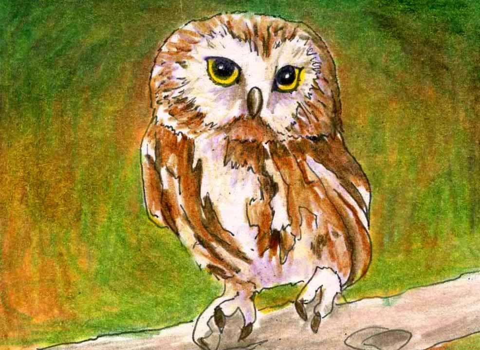 Owls, Wildlife art, Print of Original Drawing, Bird Art, Title- Saw Whet Owl