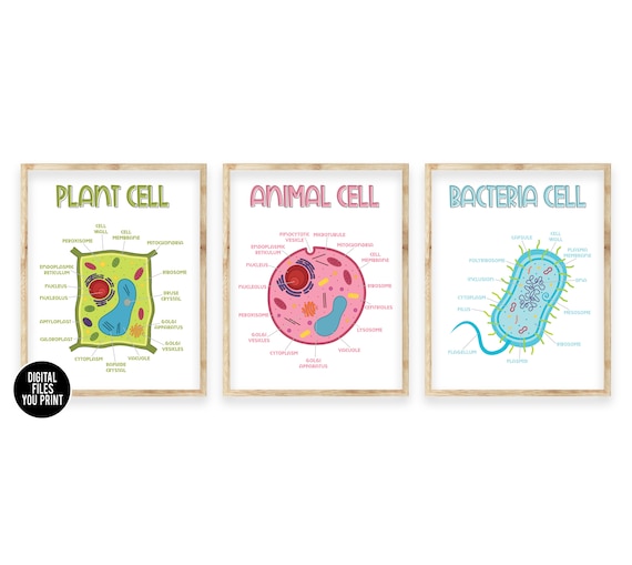 Plant Cell Classroom Science Poster Art Printable Science - Etsy Plant Cell Classroom Science Poster Art Printable Science - Etsy