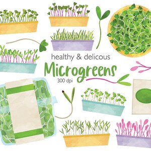 Microgreens Clipart Bundle, Farmers Market Branding, Vegetable Packaging Label, Farm Stand Clipart, Organic Food PNG