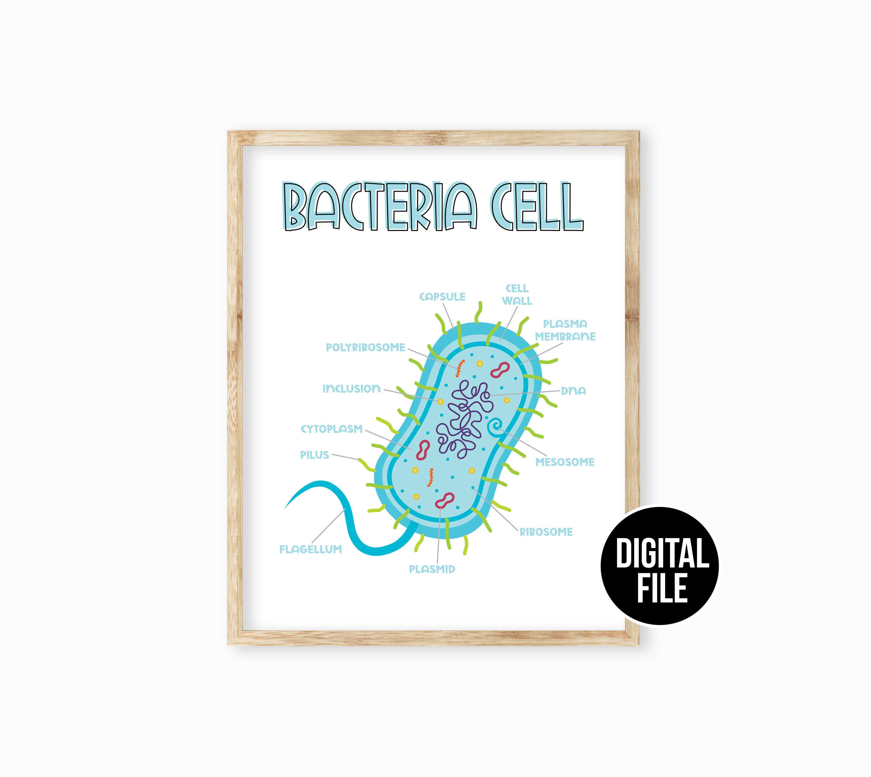Plant Cell Classroom Science Poster Art Printable Science - Etsy Australia